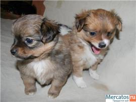 Очень красивые щенки! 6